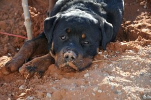 Bo the Wonder Rottie!